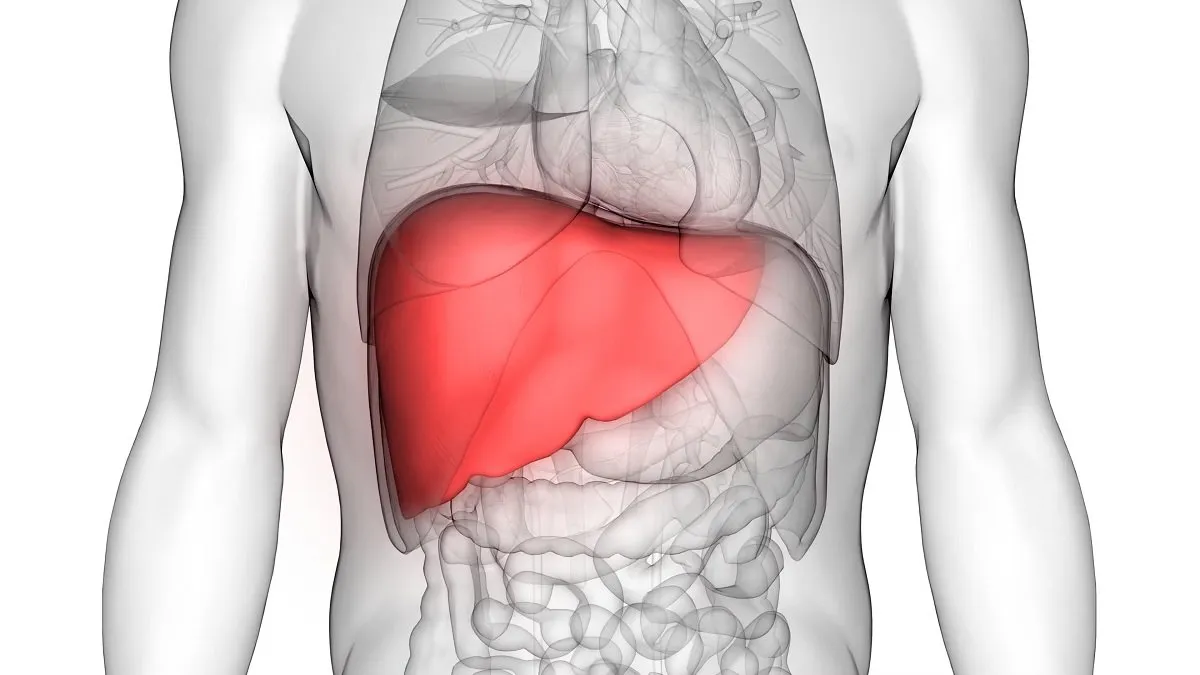 liver 113.jpg
