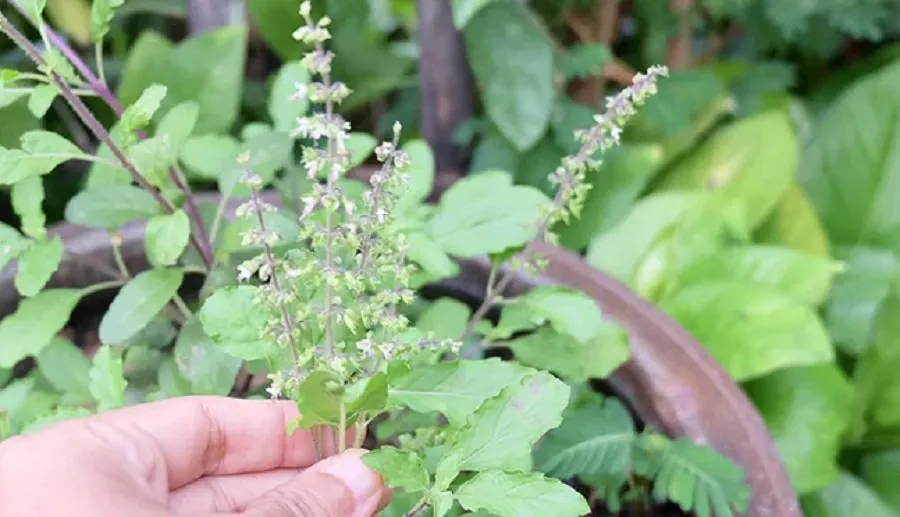 Tulsi Manjari Tips: તુલસીના છોડમાં મંજરી આવી જાય તો તરત જ કરો આ કામ, લક્ષ્મી માતા કરશે કૃપા 3 Tulsi Manjari Tips