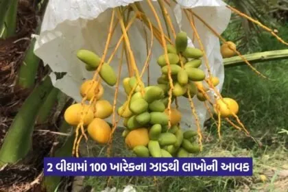 Progressive horticulture farmer
