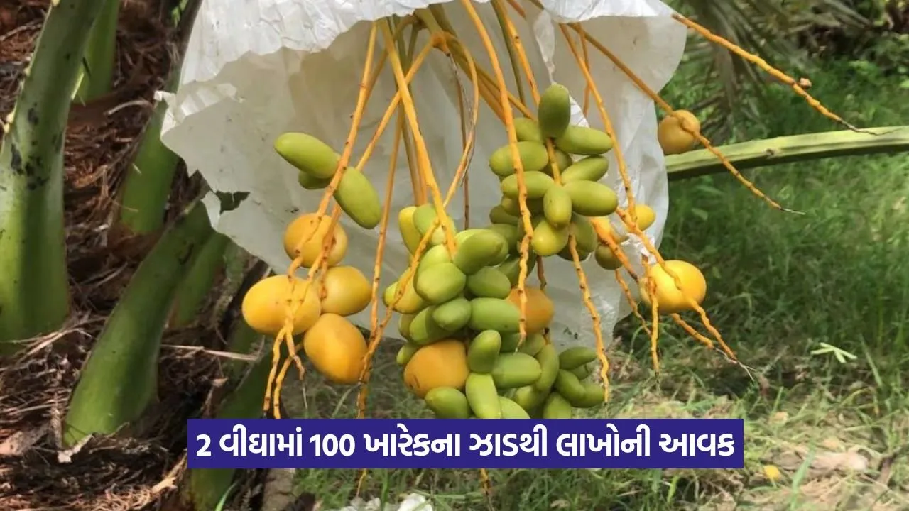 Progressive horticulture farmer : બાગાયત ખેતીથી નવી દિશા આપનાર ખેડૂત 23 Progressive horticulture farmer