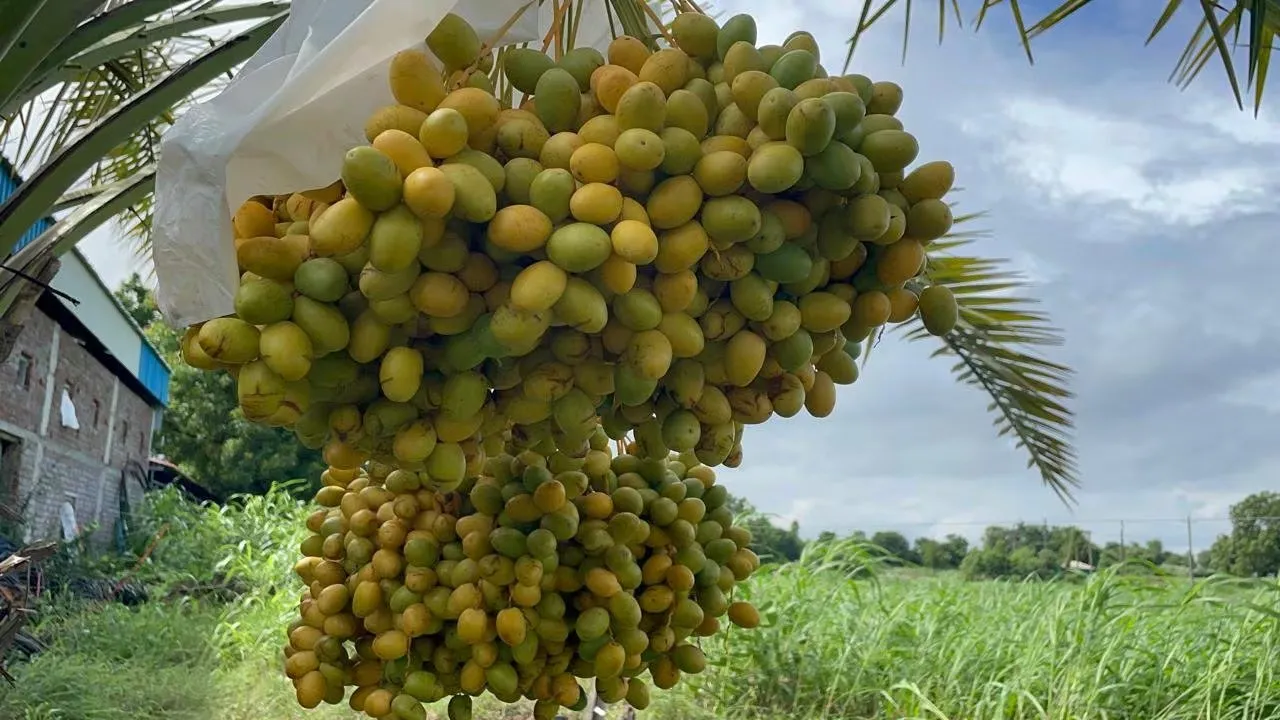 Progressive horticulture farmer : બાગાયત ખેતીથી નવી દિશા આપનાર ખેડૂત 2 Progressive horticulture farmer