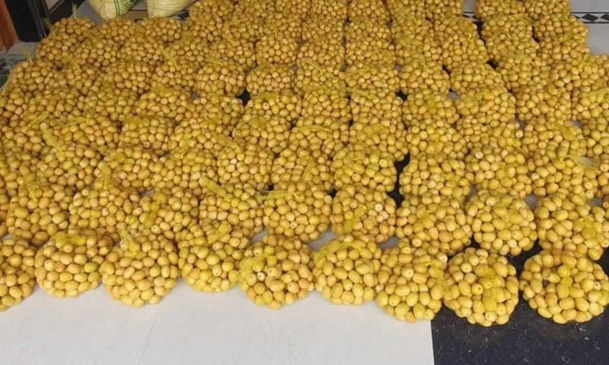 Progressive horticulture farmer : બાગાયત ખેતીથી નવી દિશા આપનાર ખેડૂત 3 Progressive horticulture farmer
