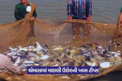Fish Farming Tips in Monsoon