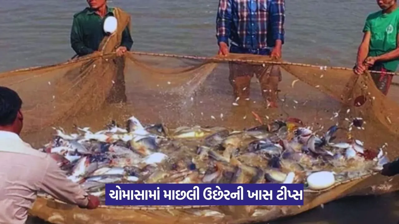 Fish Farming Tips in Monsoon