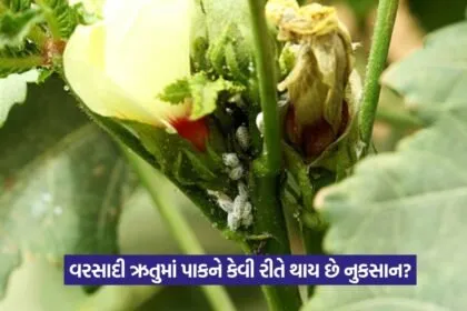 Whitefly Pest in Vegetables