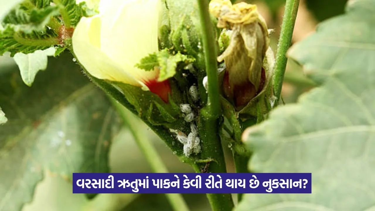 Whitefly Pest in Vegetables