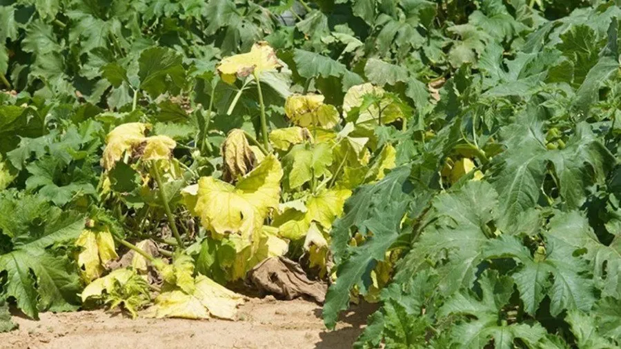 Whitefly Pest in Vegetables: શાકભાજીના પાક માટે ખતરનાક બની રહી છે સફેદ માખી 2 Whitefly Pest in Vegetables