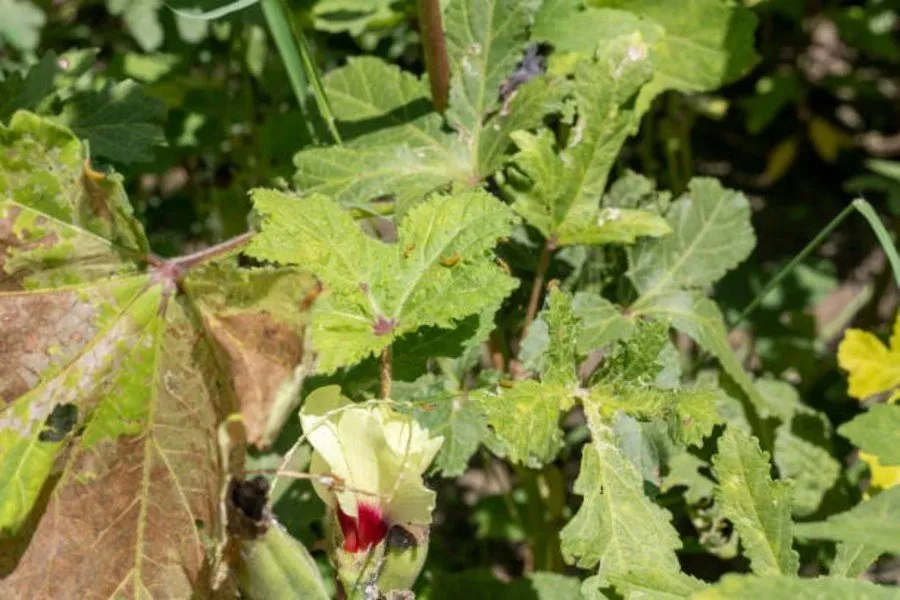 Whitefly Pest in Vegetables: શાકભાજીના પાક માટે ખતરનાક બની રહી છે સફેદ માખી 3 Whitefly Pest in Vegetables