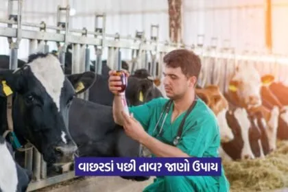 Puerperal Fever in Animal