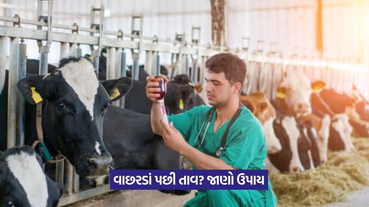 Puerperal Fever in Animal
