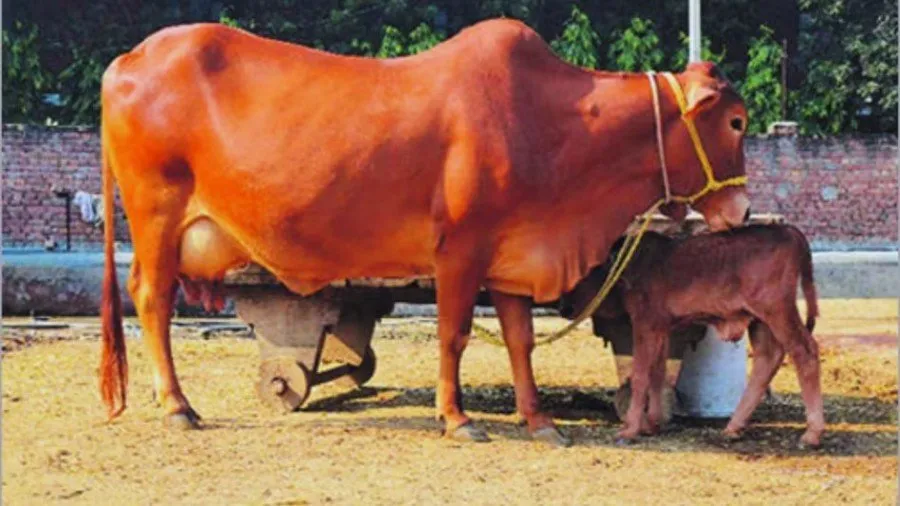 Puerperal Fever in Animal: પ્રસૂતિકાળ પછી થતો તાવ: ગાય અને ભેંસ માટે ગંભીર ચેતવણી 2 Puerperal Fever in Animal