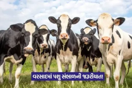 Animal Care in Monsoon