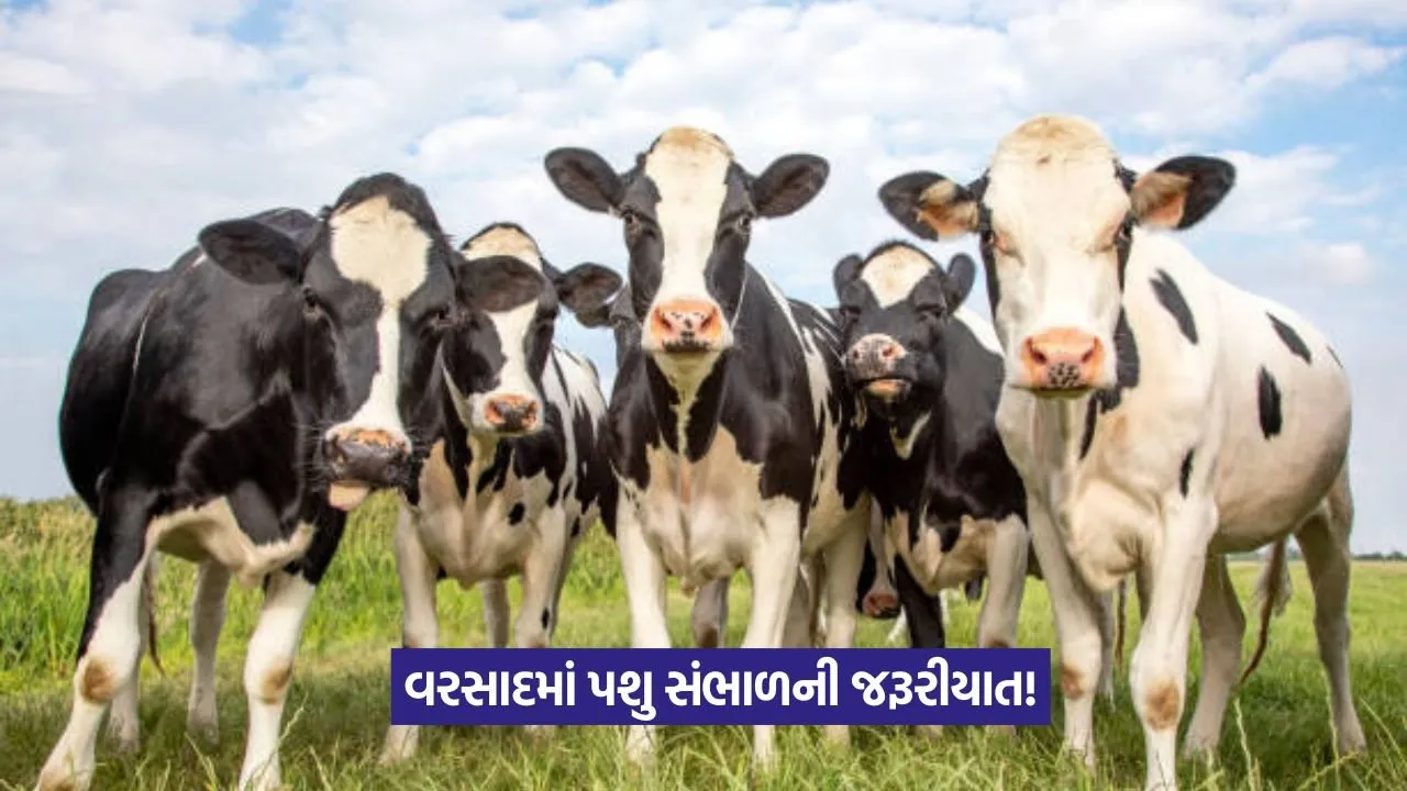 Animal Care in Monsoon
