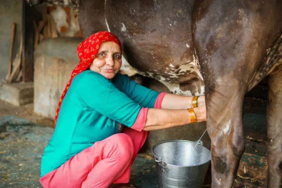 Animal Care in Monsoon: ચોમાસામાં પશુ સંભાળ શા માટે જરૂરી છે? 2 Animal Care in Monsoon