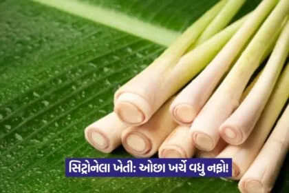 Citronella farming