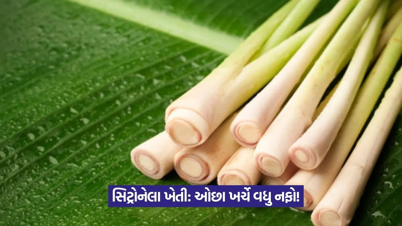 Citronella farming