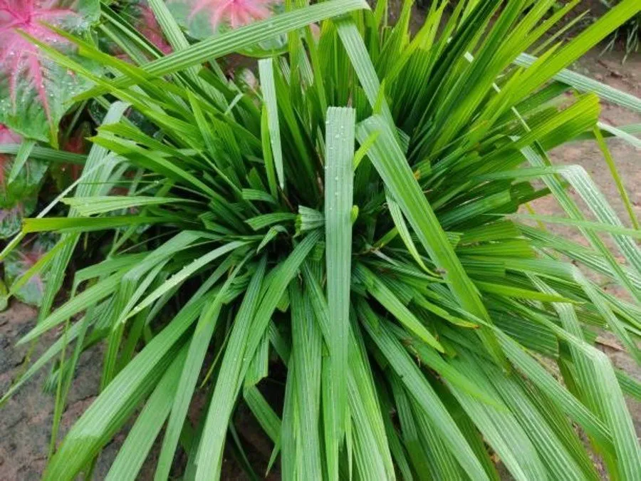 Citronella farming: એક વાર વાવો, પાંચ વર્ષ સુધી કમાણી આપતું સિટ્રોનેલાનું વાવેતર 3 Citronella farming