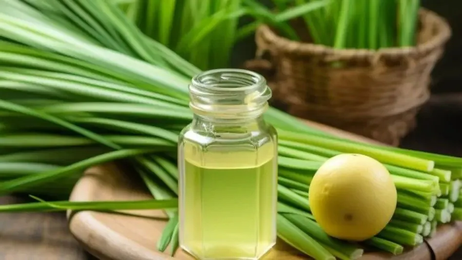 Citronella farming: એક વાર વાવો, પાંચ વર્ષ સુધી કમાણી આપતું સિટ્રોનેલાનું વાવેતર 2 Citronella farming