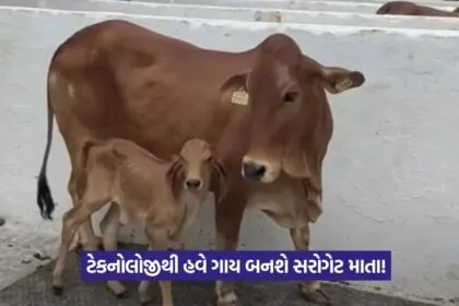 IVF technology in cows
