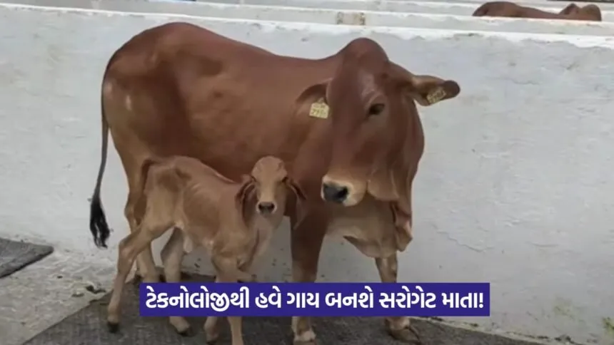IVF technology in cows