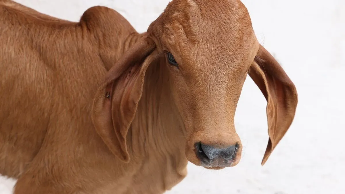 IVF technology in cows: હવે ગાય અને ભેંસ બની શકે છે સરોગેટ માતા 2 IVF technology in cows