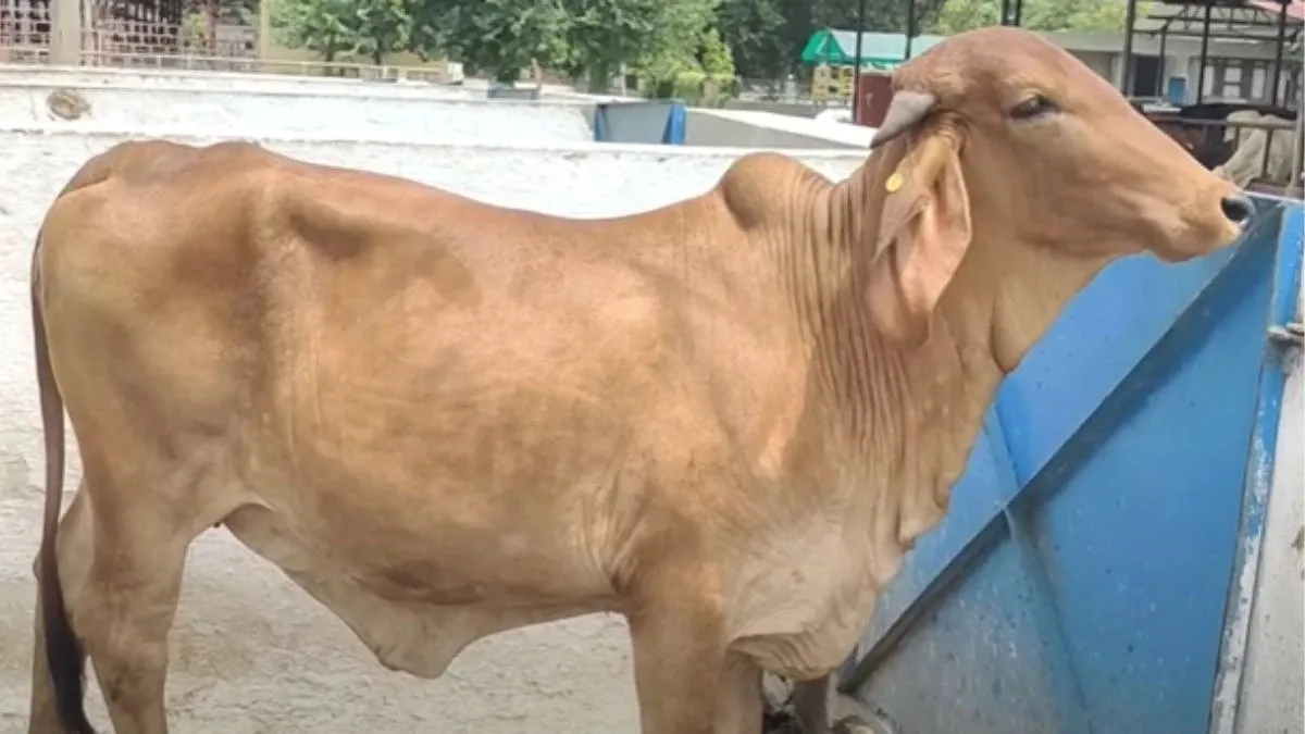 IVF technology in cows: હવે ગાય અને ભેંસ બની શકે છે સરોગેટ માતા 3 IVF technology in cows