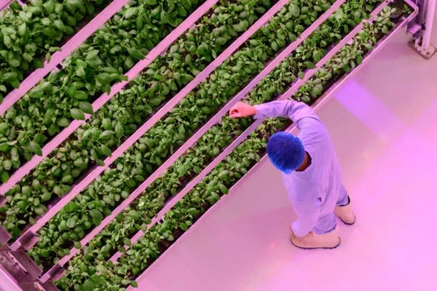 Hydroponics Technology: માટી વગર પાક ઊગાડવાની આધુનિક રીત વિશે જાણો બધું 3 Hydroponics Technology