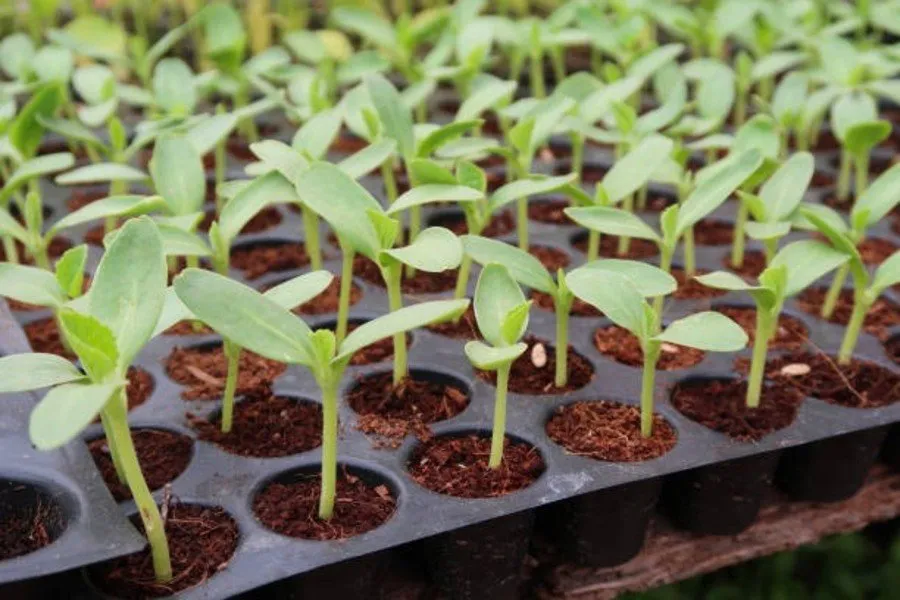 Hydroponics Technology: માટી વગર પાક ઊગાડવાની આધુનિક રીત વિશે જાણો બધું 2 Hydroponics Technology