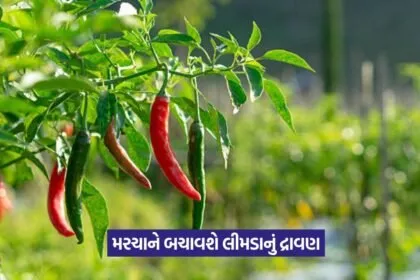 Pest control for chilli crop