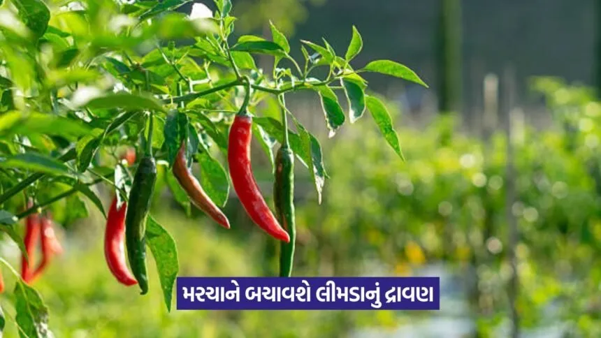 Pest control for chilli crop