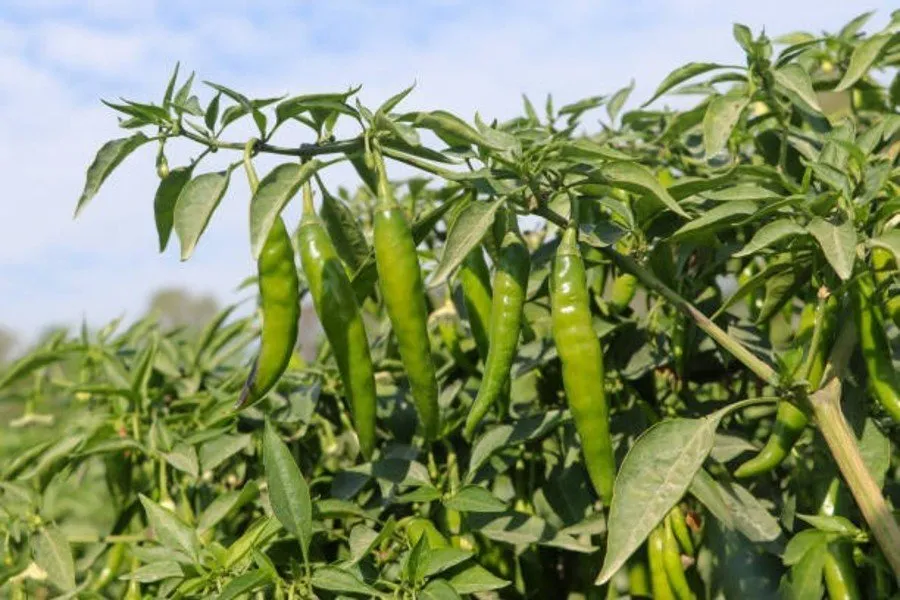 Pest control for chilli crop: મરચાના પાક માટે ઓર્ગેનિક ઉપાય 3 Pest control for chilli crop
