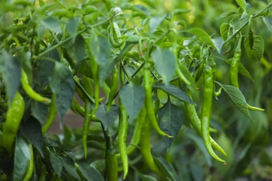 Pest control for chilli crop: મરચાના પાક માટે ઓર્ગેનિક ઉપાય 2 Pest control for chilli crop