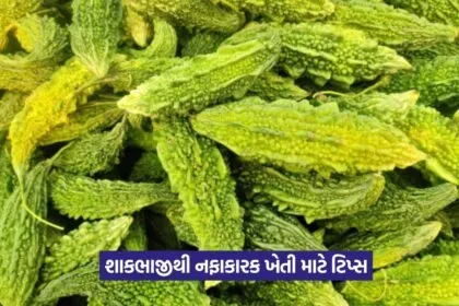 July vegetable farming