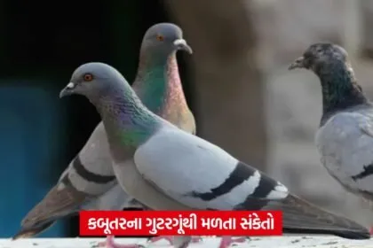 pigeon1