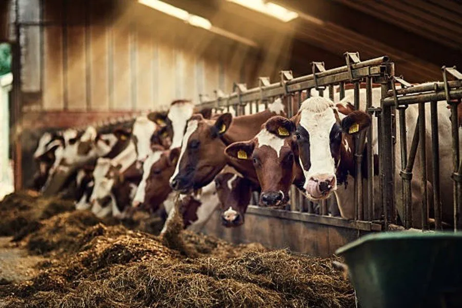 Animal disease prevention: વરસાદમાં પશુઓ માટે ખતરનાક બની શકે છે આ 3 રોગો 2 Animal disease prevention