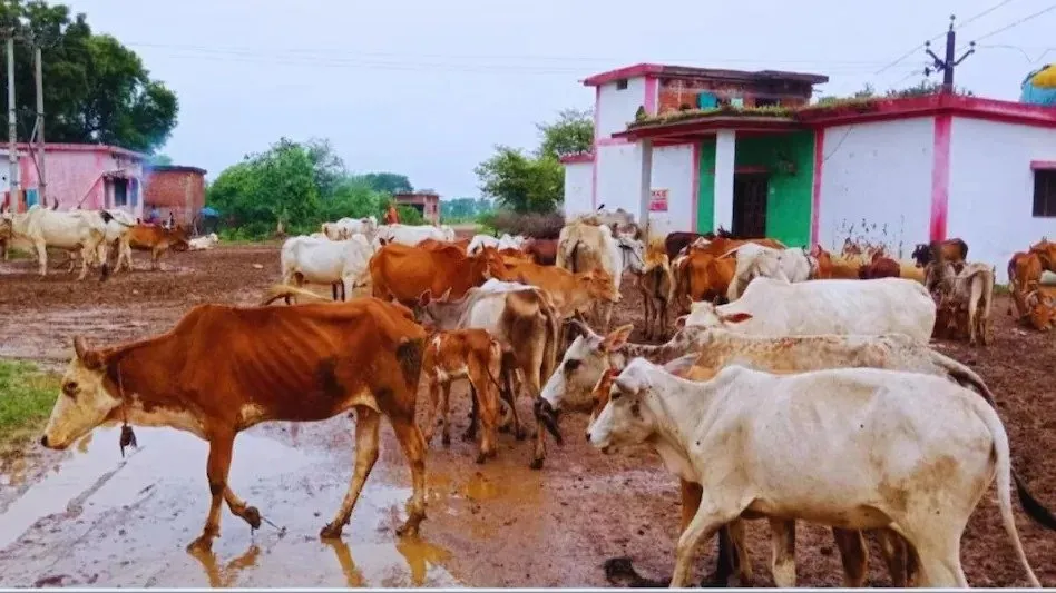 Animal disease prevention: વરસાદમાં પશુઓ માટે ખતરનાક બની શકે છે આ 3 રોગો 3 Animal disease prevention