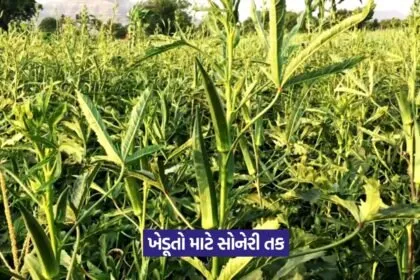 Ladyfinger Farming