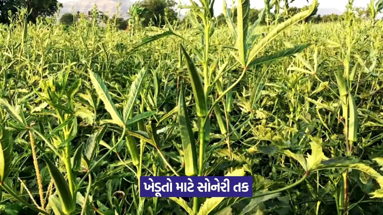 Ladyfinger Farming: માત્ર ₹38માં મેળવો ભીંડાના બીજ ઘરે બેઠાં 22 Ladyfinger Farming