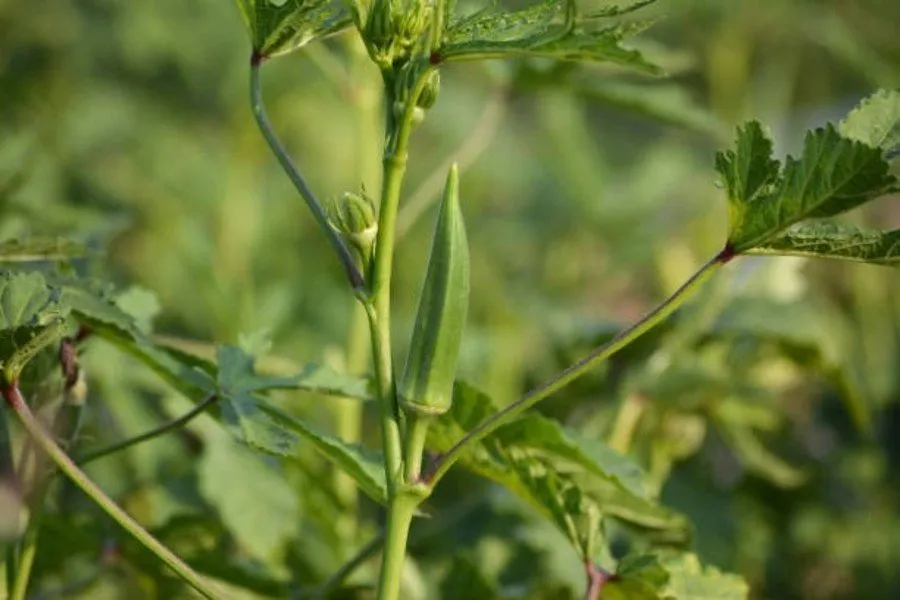 Ladyfinger Farming: માત્ર ₹38માં મેળવો ભીંડાના બીજ ઘરે બેઠાં 2 Ladyfinger Farming