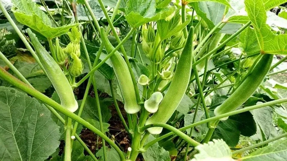 Ladyfinger Farming: માત્ર ₹38માં મેળવો ભીંડાના બીજ ઘરે બેઠાં 3 Ladyfinger Farming