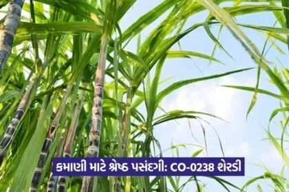 Sugarcane Farming