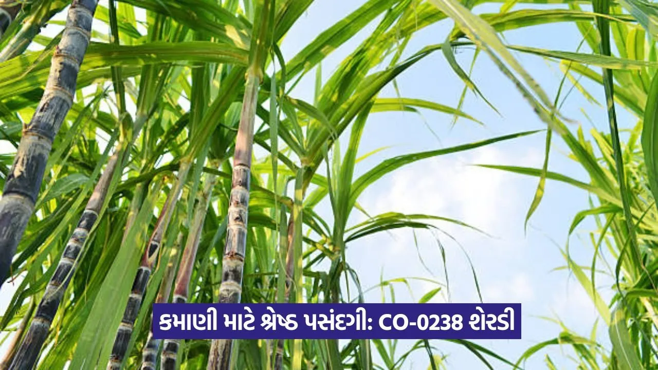 Sugarcane Farming: શેરડીની Co 0238 જાત ખેડૂતનું નસીબ બદલે 23 Sugarcane Farming