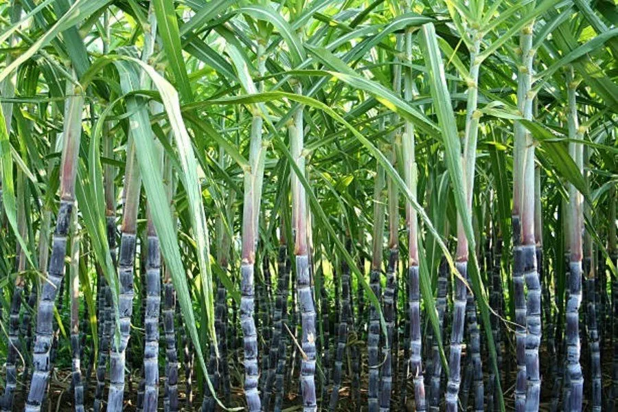 Sugarcane Farming: શેરડીની Co 0238 જાત ખેડૂતનું નસીબ બદલે 2 Sugarcane Farming