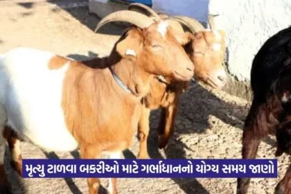 Goat Breeding Farming