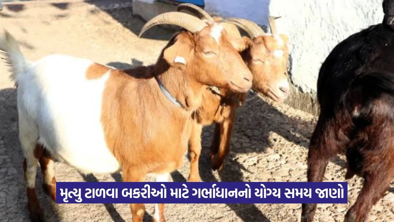 Goat Breeding Farming : બકરી ઉછેરમાં સફળતા માટે સમયસર ગર્ભાધાન કેટલુ જરૂરી છે? 22 Goat Breeding Farming