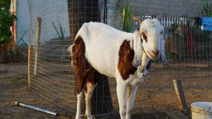 Goat Breeding Farming : બકરી ઉછેરમાં સફળતા માટે સમયસર ગર્ભાધાન કેટલુ જરૂરી છે? 3 Goat Breeding Farming