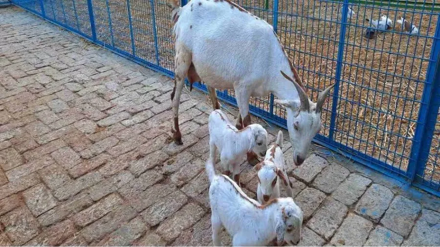 Goat Breeding Farming : બકરી ઉછેરમાં સફળતા માટે સમયસર ગર્ભાધાન કેટલુ જરૂરી છે? 2 Goat Breeding Farming