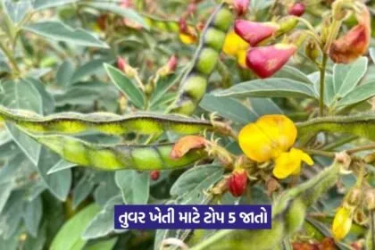 Pigeon Pea Varieties