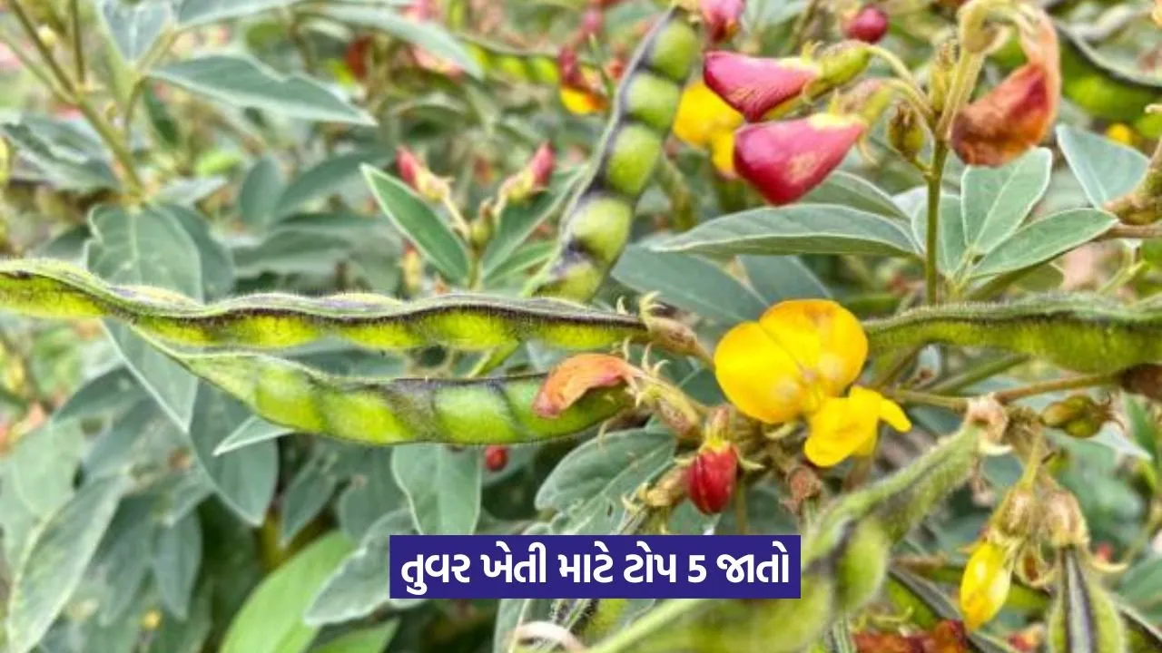 Pigeon Pea Varieties: ચોમાસામાં તુવરની આ 5 જાતો ખેતીમાં ક્રાંતિ લાવશે 23 Pigeon Pea Varieties