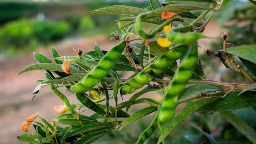 Pigeon Pea Varieties